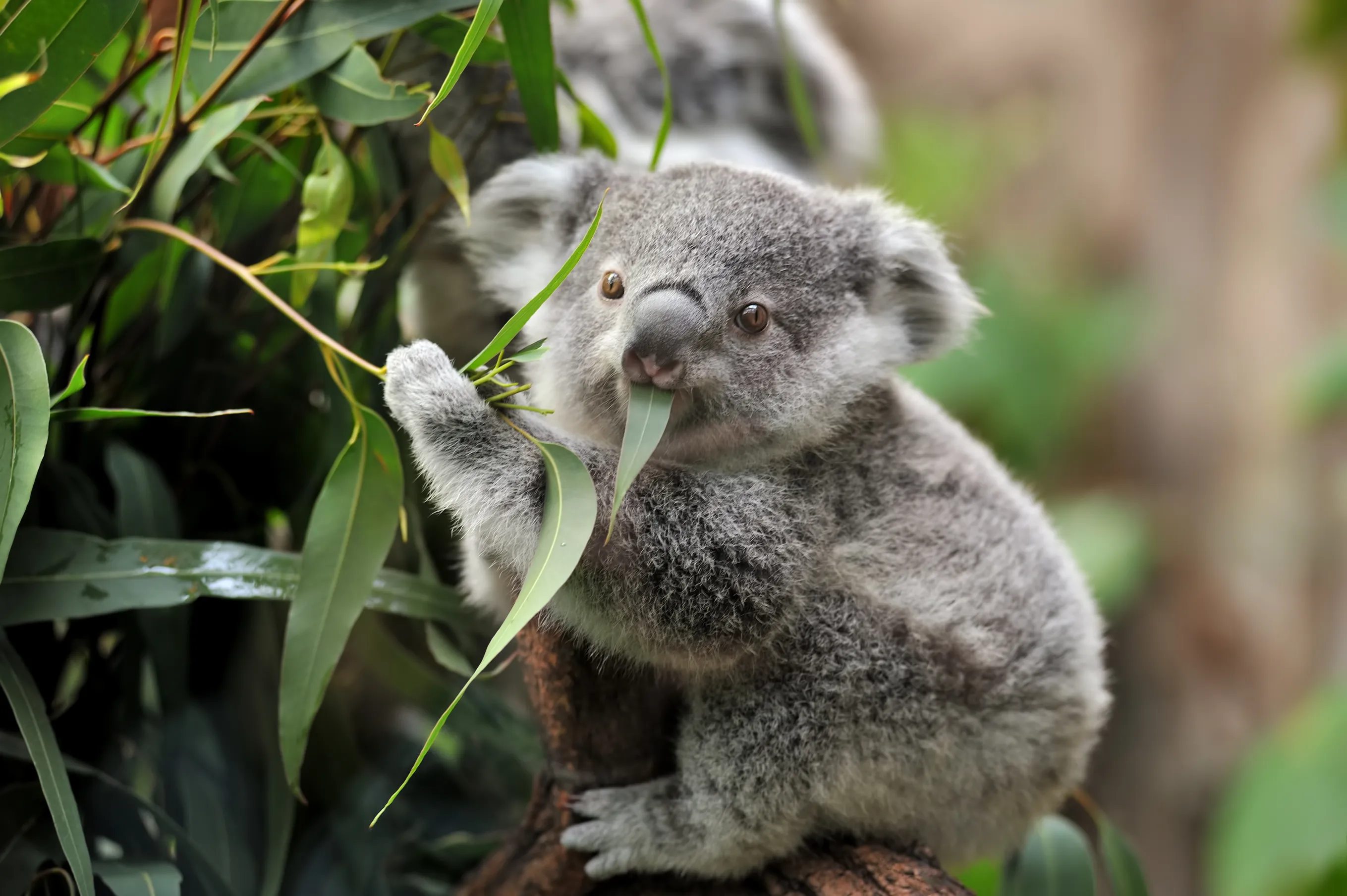A koala eating eucalyptus leaves while sitting on a tree branch, with another koala partially visible in the background.