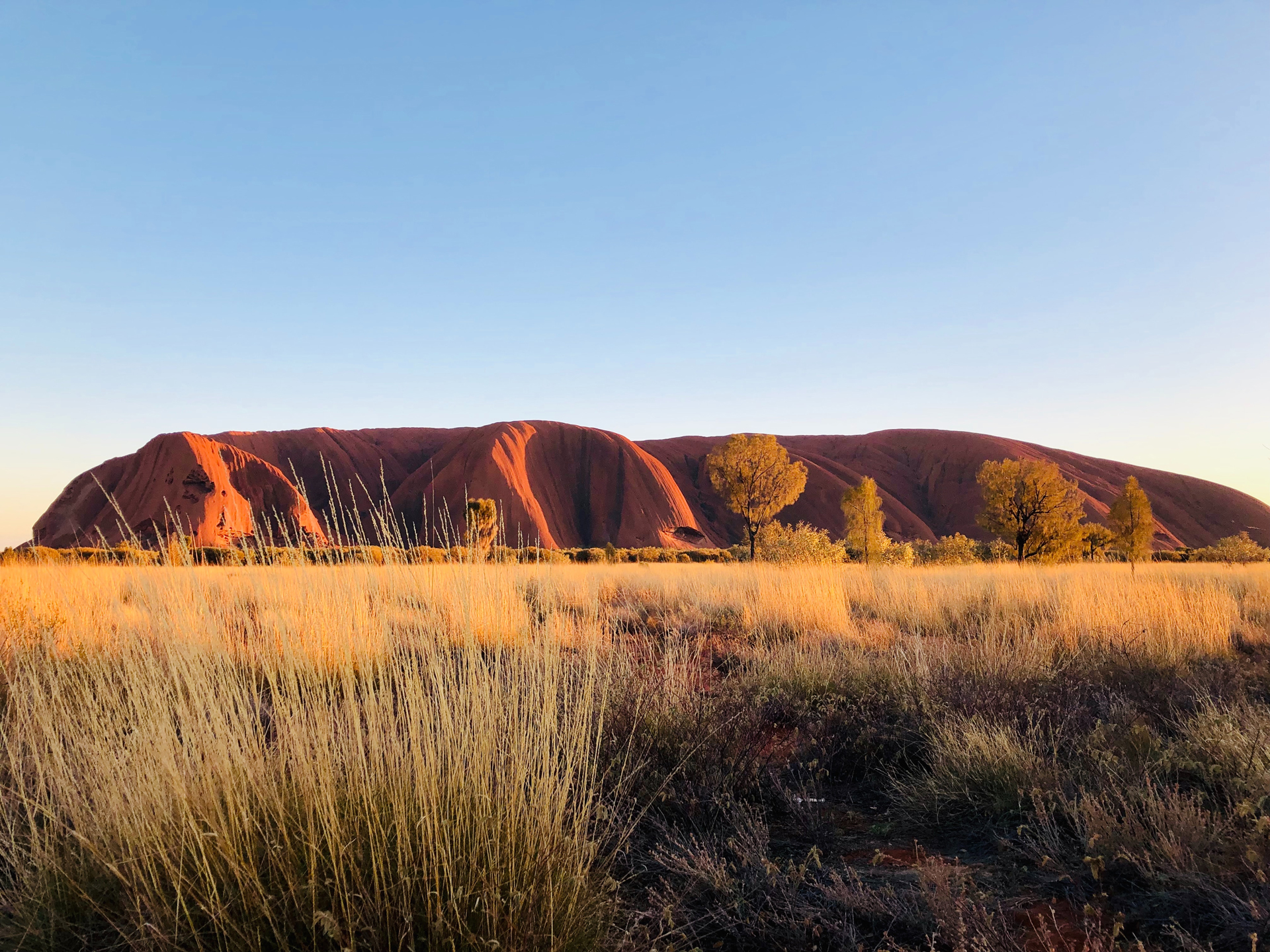A view of Uluru Rock over the long grassy fields