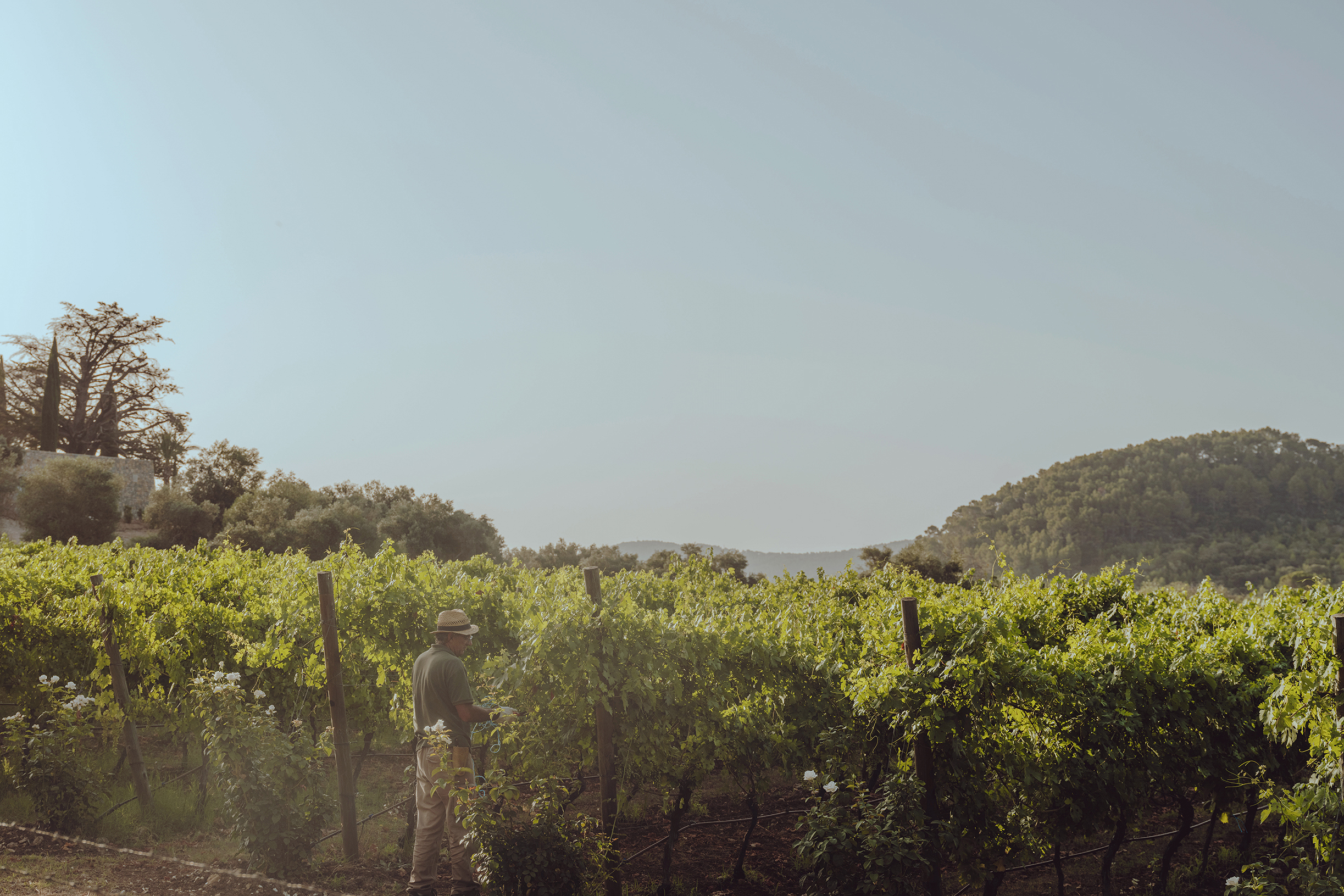Man in the vineyard at Son Net