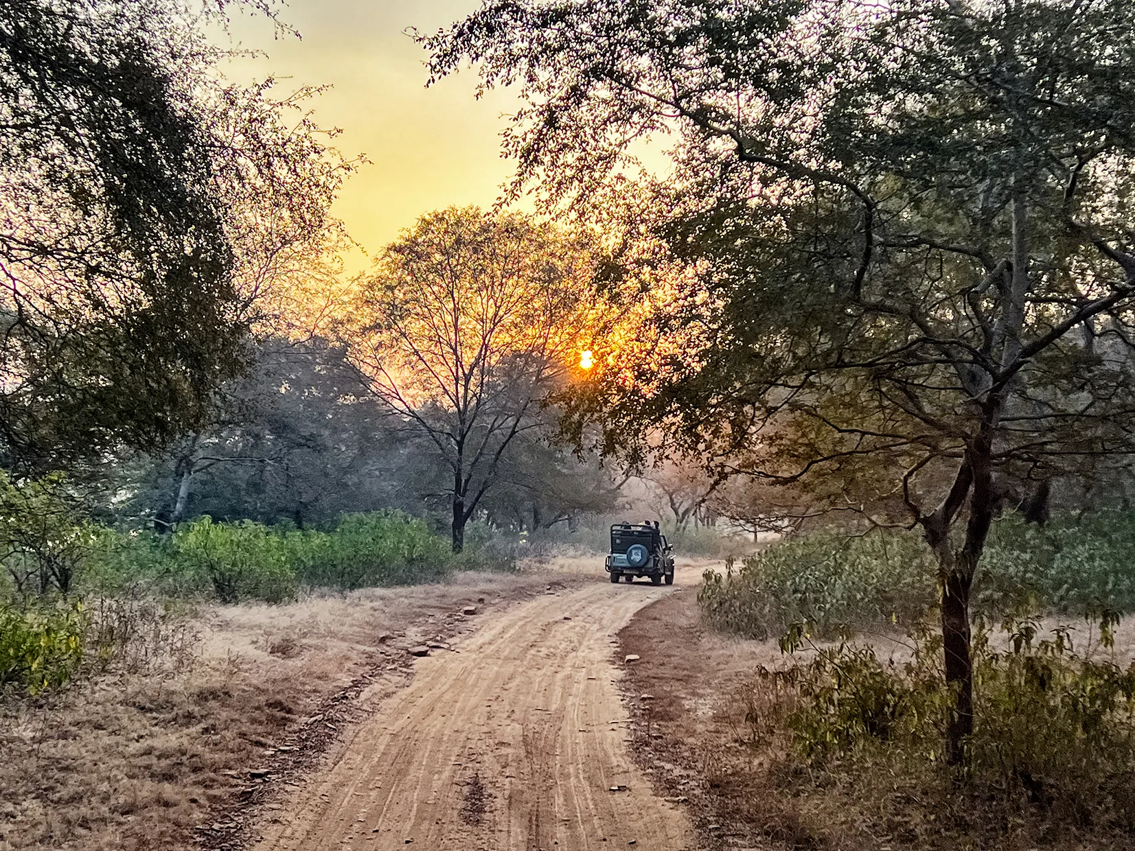 Asia, India, a game drive vehicle driving down a dirt track towards the sunset in Ranthambore National Park