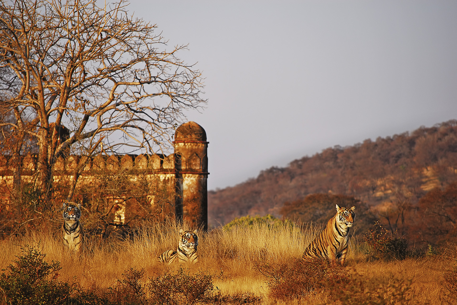 Asia, India, three tigers in front of a fort