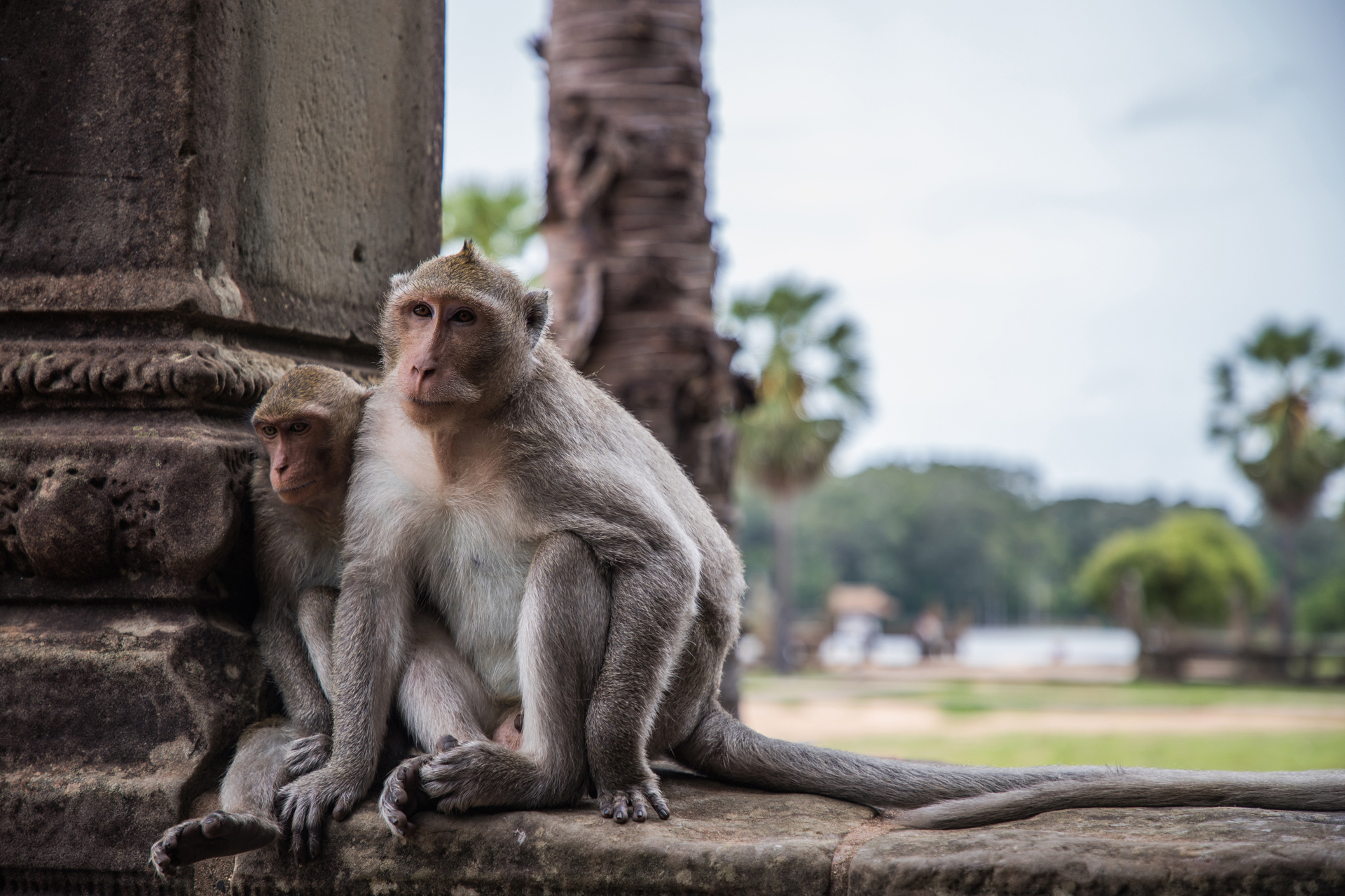 Two monkeys sat on a temple wall