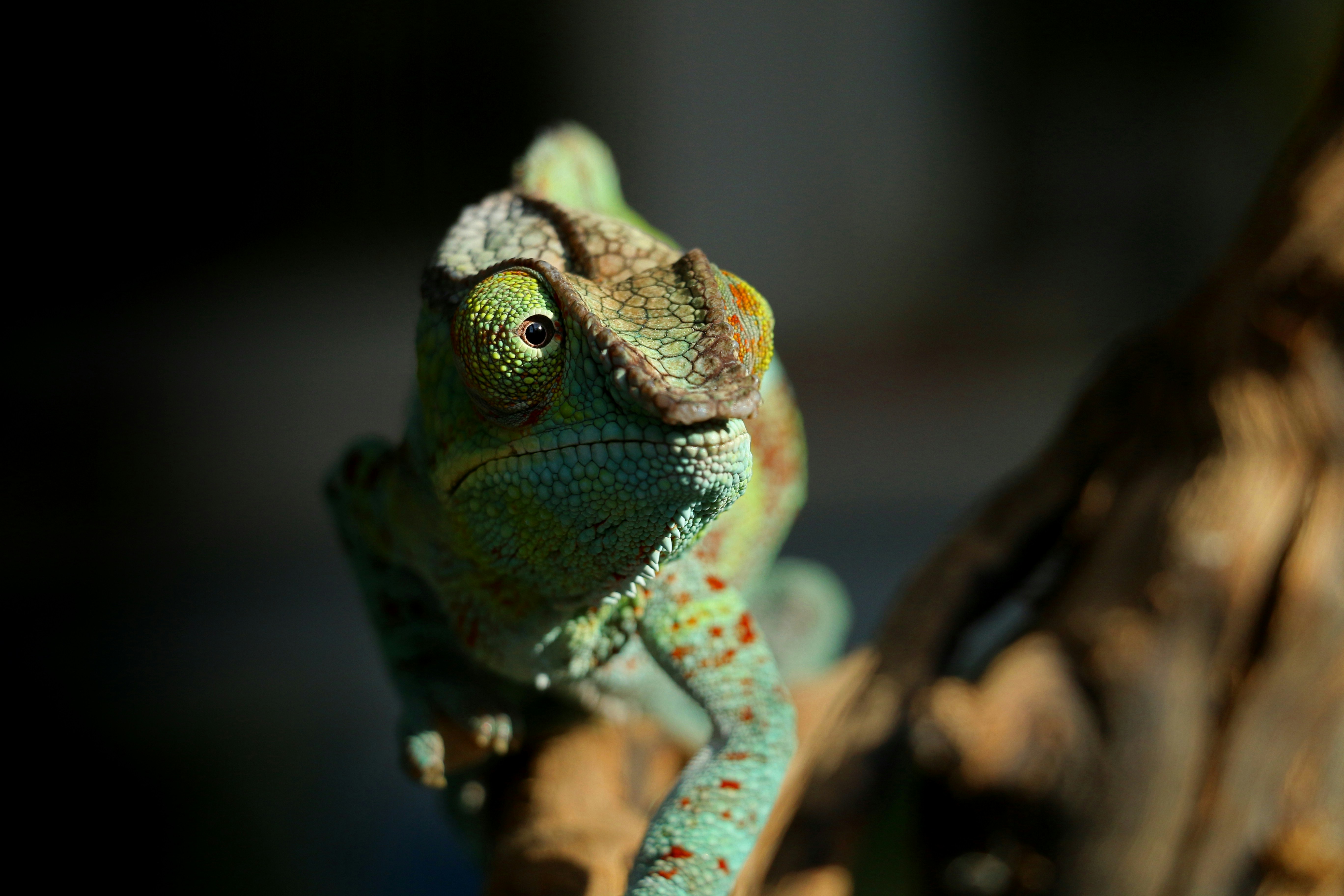 Green Panther Chameleon on a branch in Madagascar