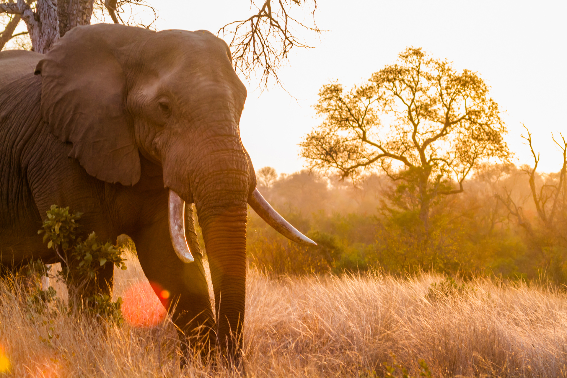 an elephant with tusks walking in tall grass