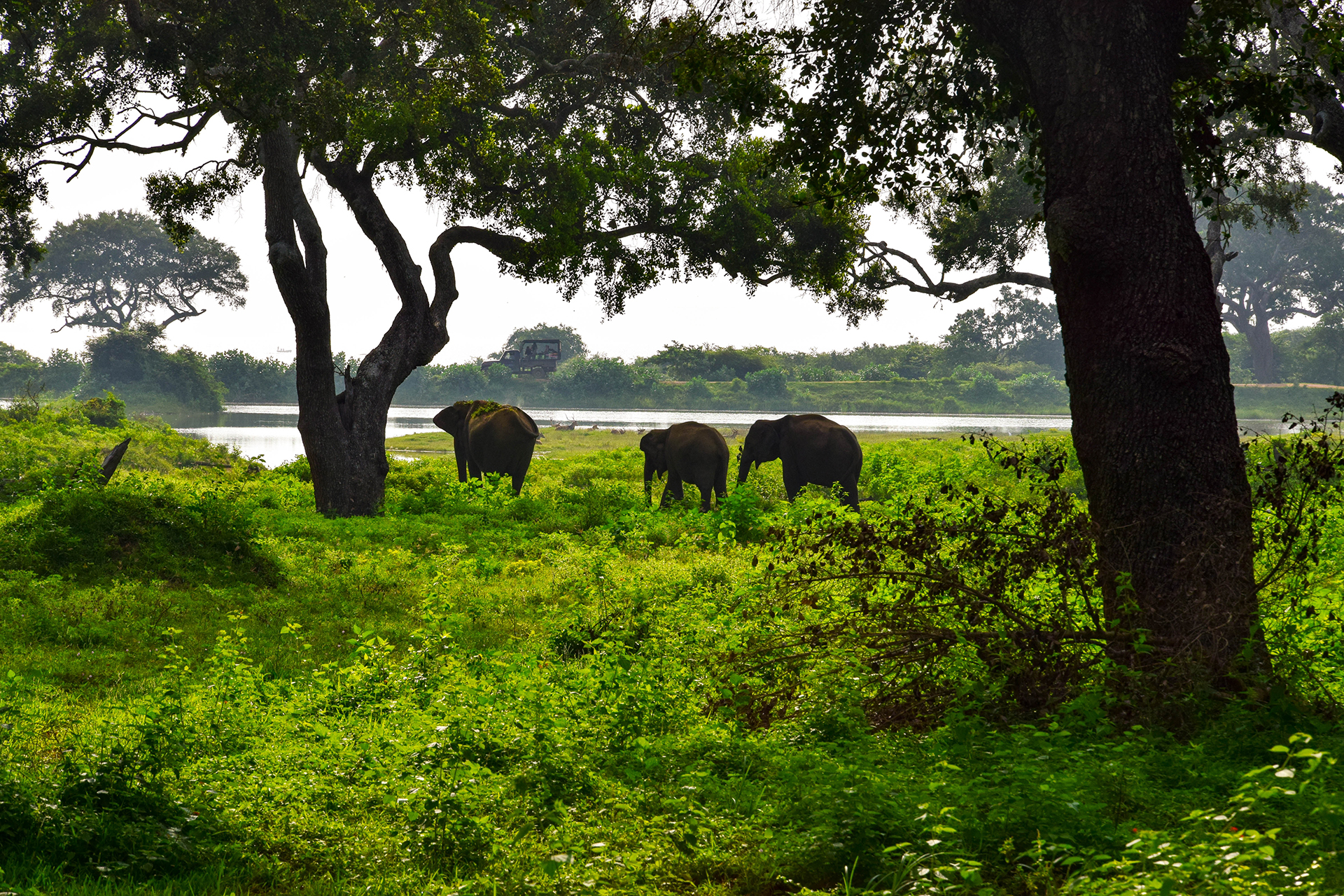 A herd of elephants grazing on a lush green field